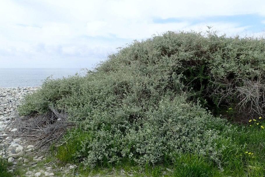 Кокпек (Atriplex Cana)