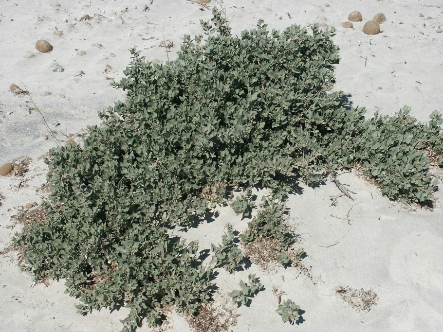 Atriplex halimus l.