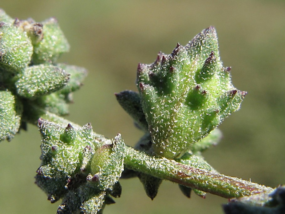 Соляные ванночки для педикюра