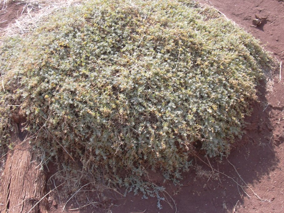 Atriplex prostrata