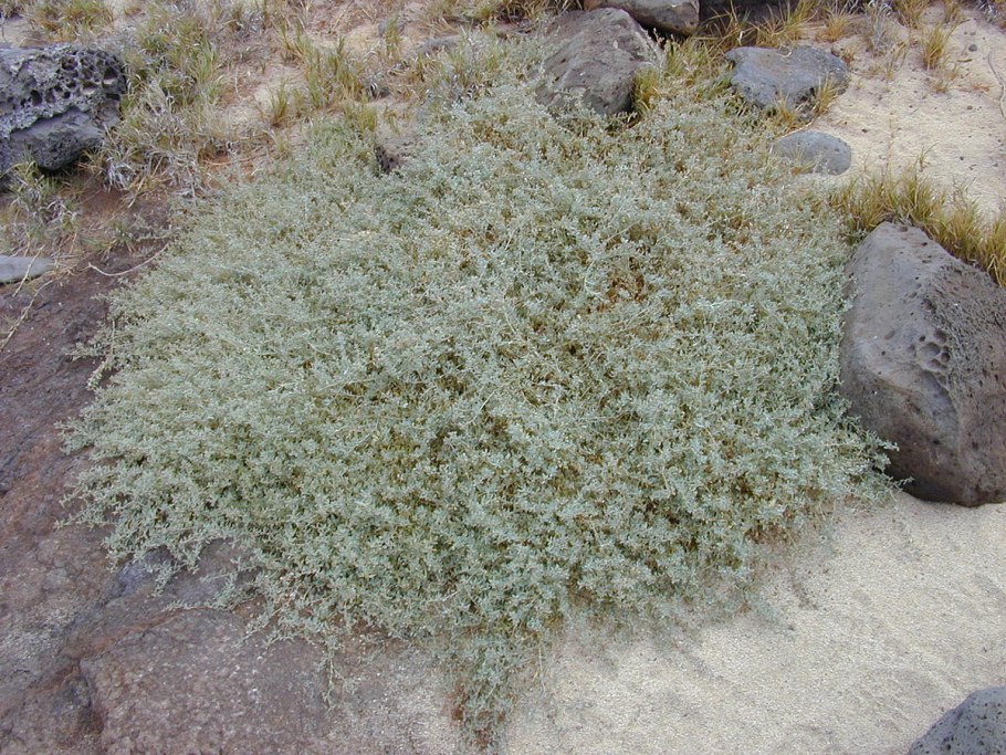 Atriplex semibaccata