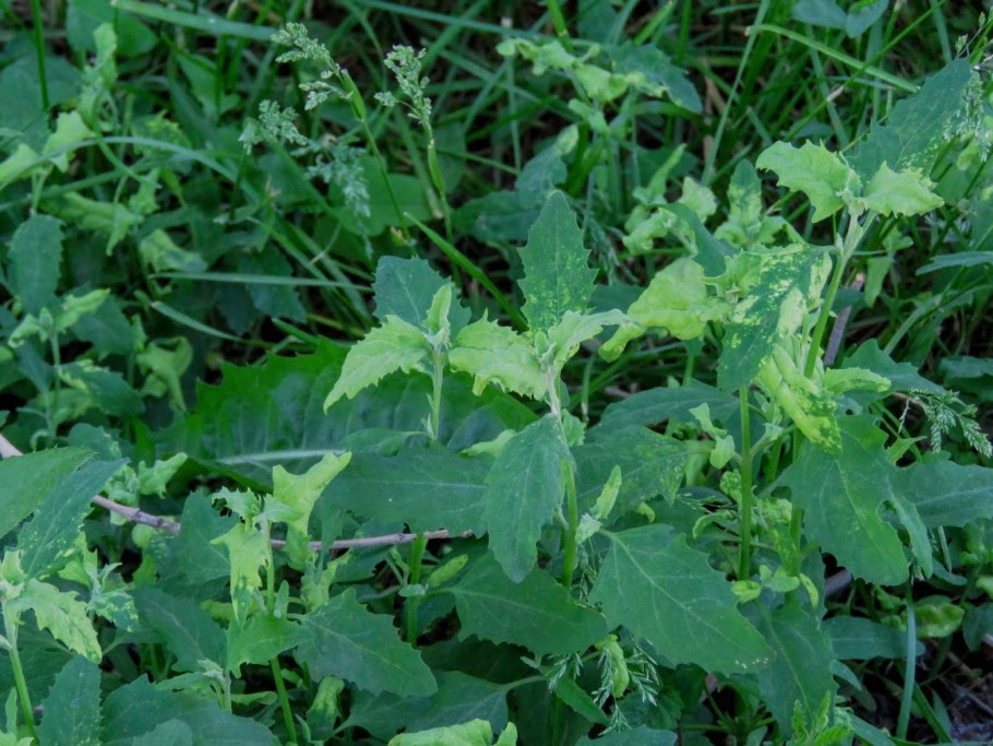 Марь белая сорняк