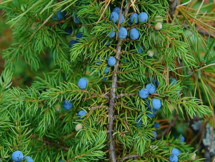 Можжевельник обыкновенный (Juniperus communis)