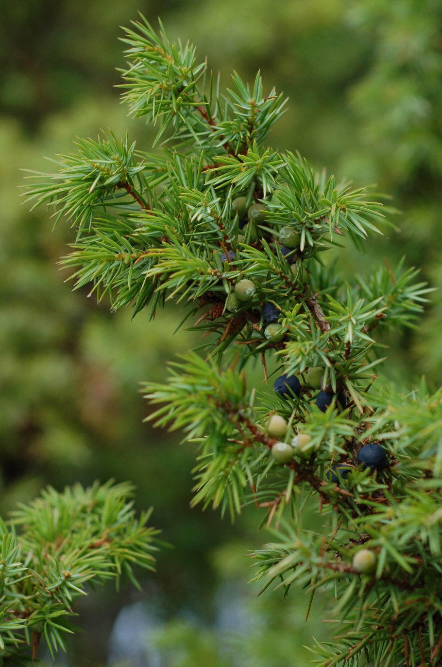 Можжевельник колоновидный Арнольд