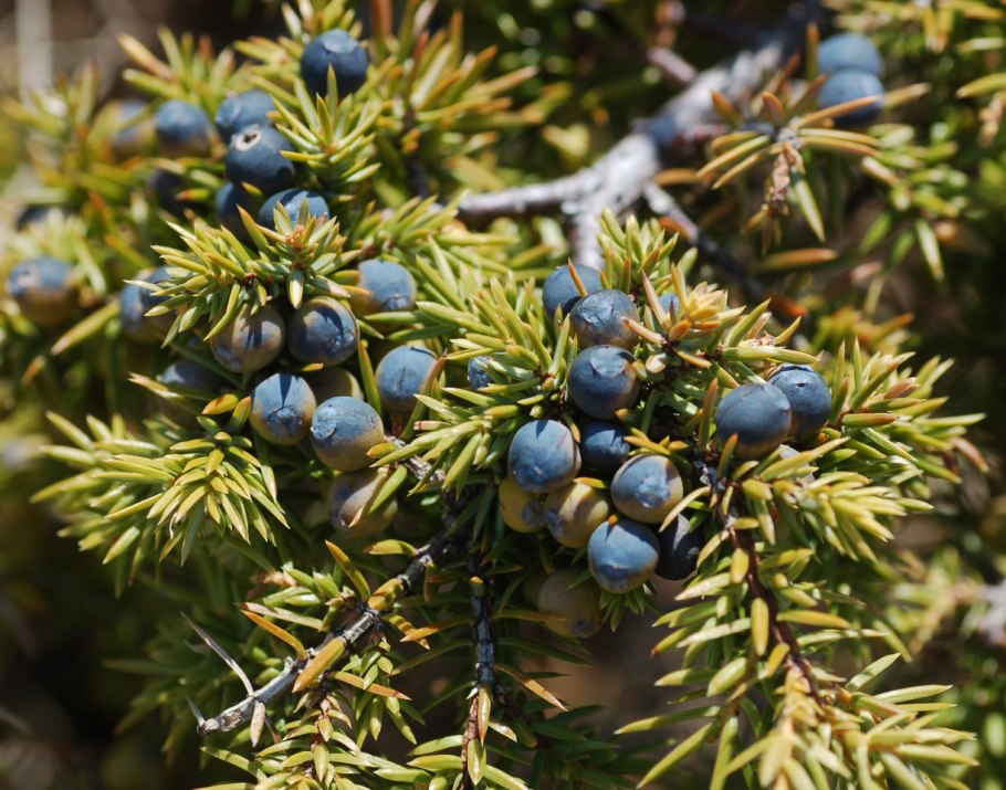 Можжевельник обыкновенный (Juniperus communis)