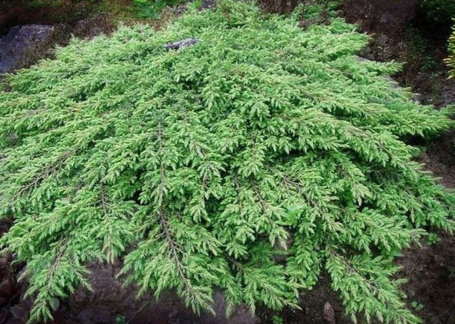 Можжевельник обыкновенный колоновидный