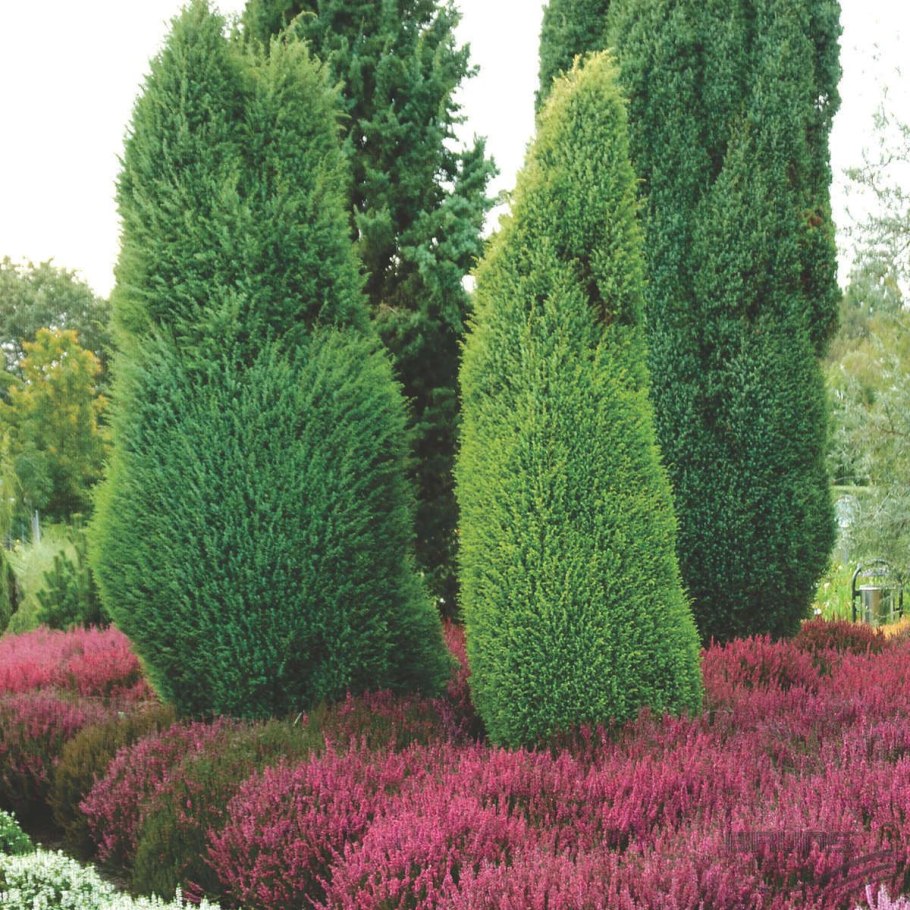 Можжевельник виргинский Пирамидалис