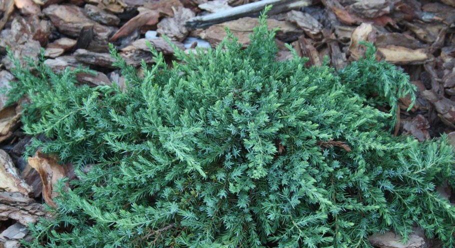 Можжевельник Hibernica