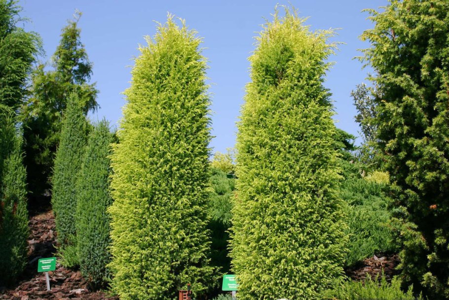 Можжевельник Пфитцериана компакта