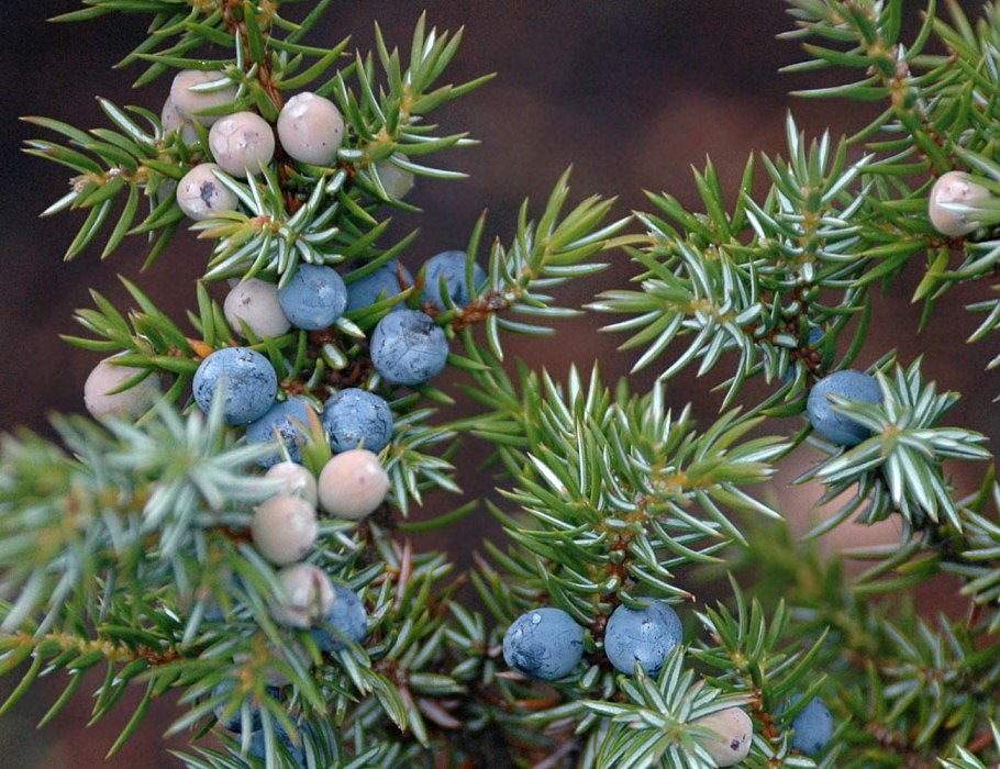 Можжевельник обыкновенный (Juniperus communis)