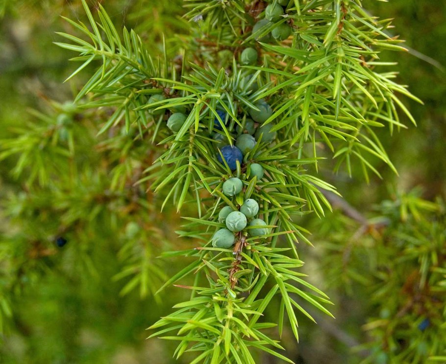 Juniperus monosperma