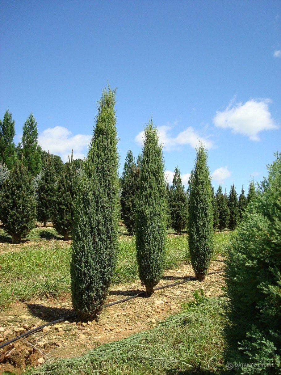 Можжевельник обыкновенный Верес