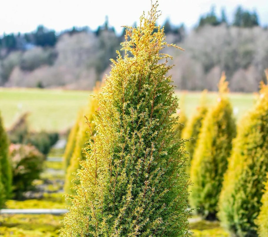 Можжевельник communis