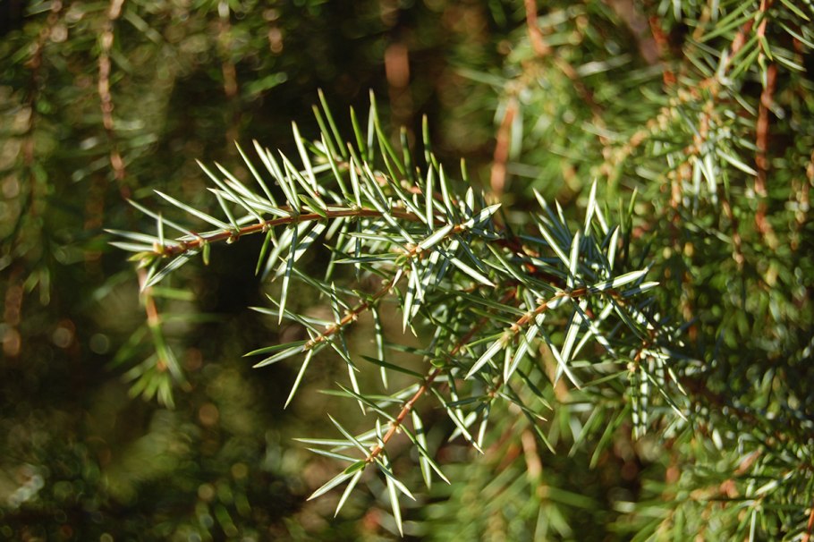 Можжевельник juniperus communis