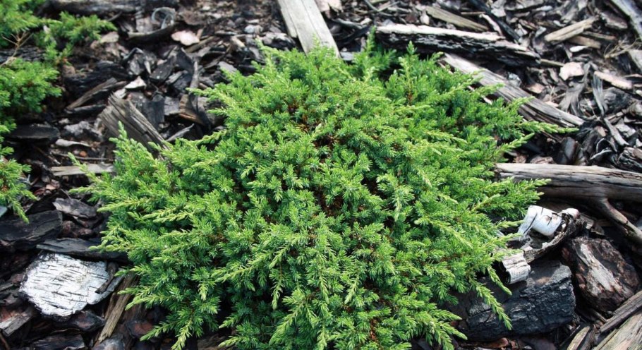 Можжевельник грин карпет