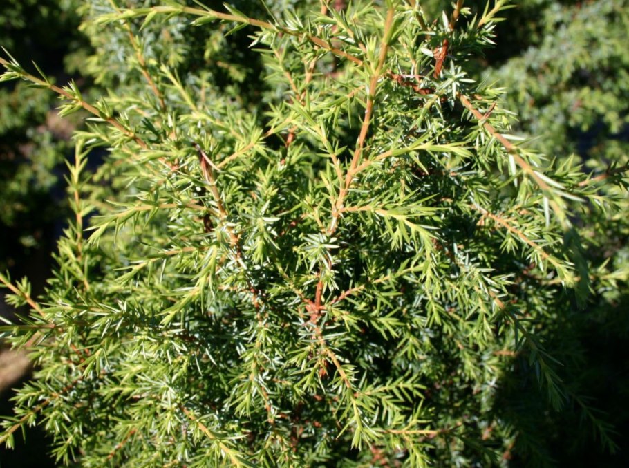 Можжевельник Хиберника