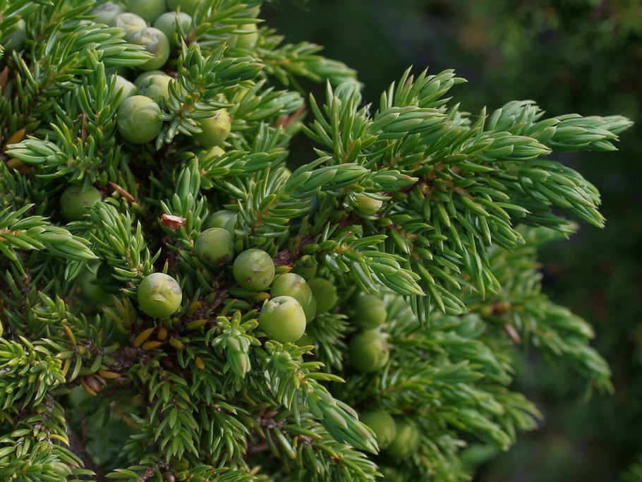 Можжевельник обыкновенный Кориелаган