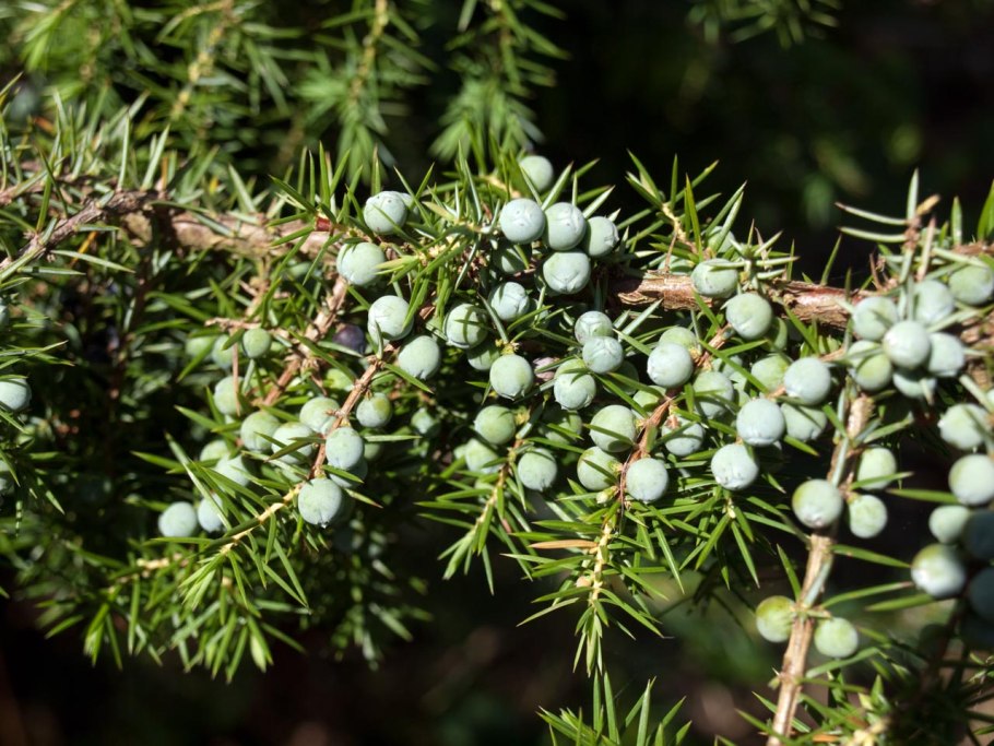 Можжевельник Juniperus communis