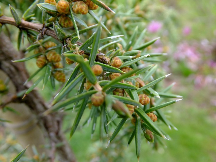 Можжевельник обыкновенный suecica
