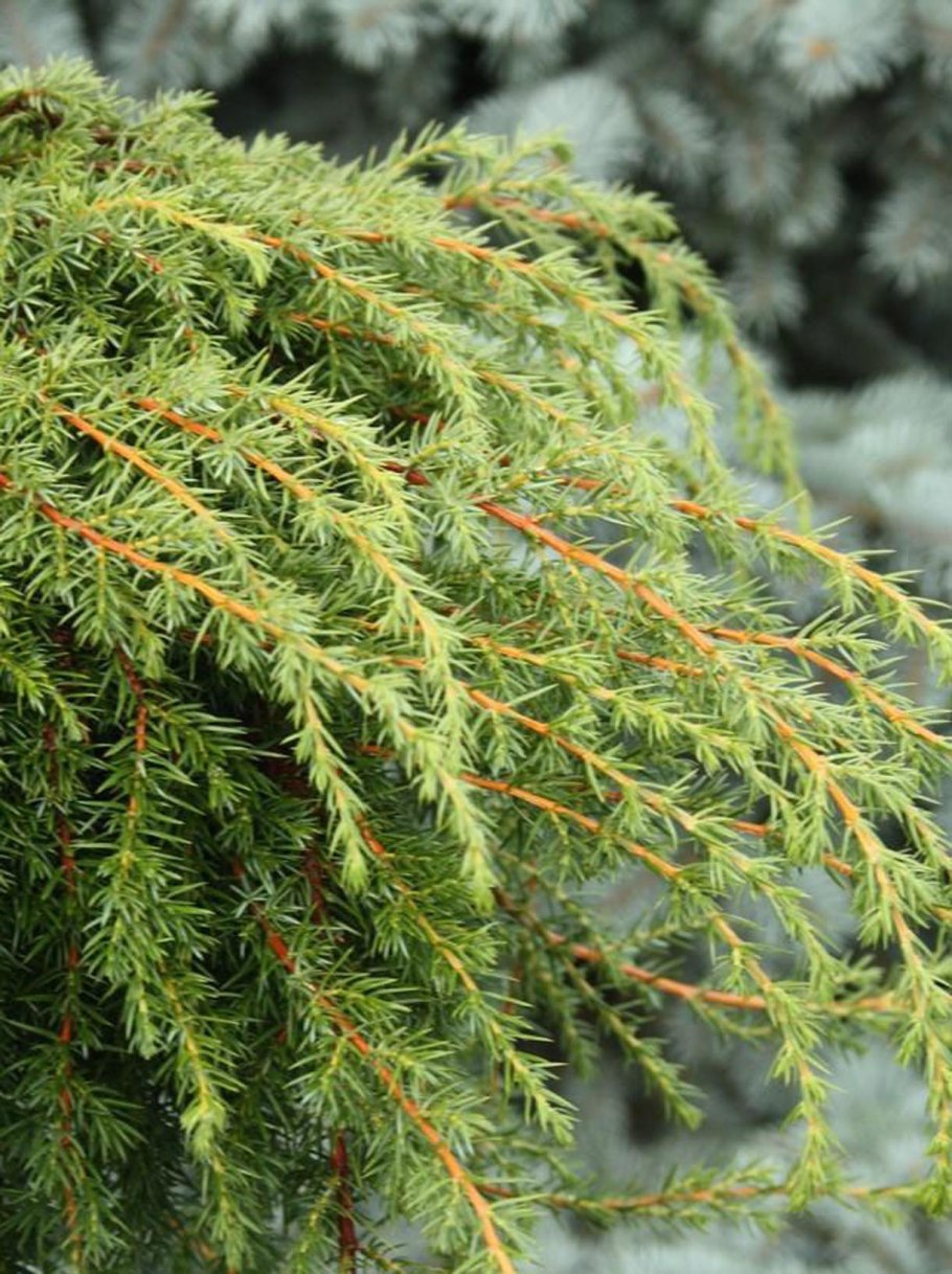 Шишкоягоды можжевельника