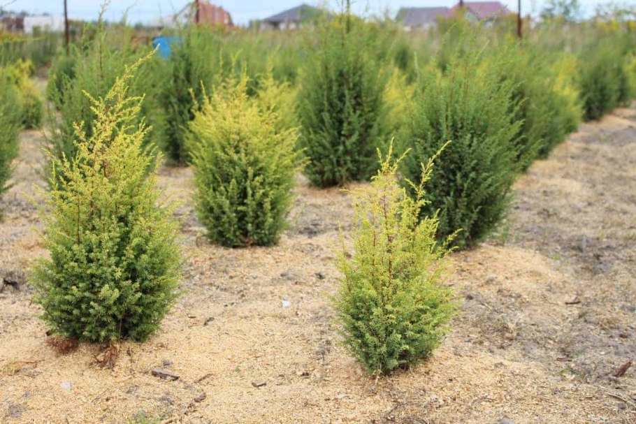 Можжевельник обыкновенный Лесной