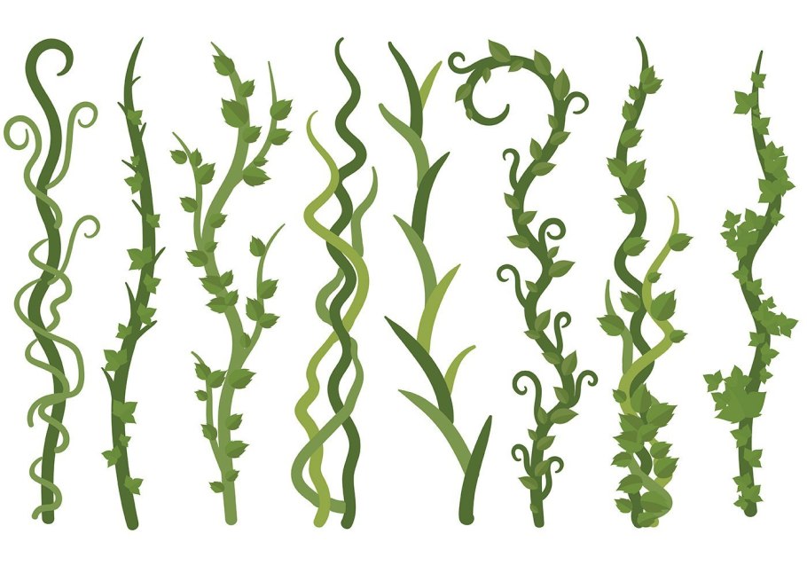 Водоросли лианы