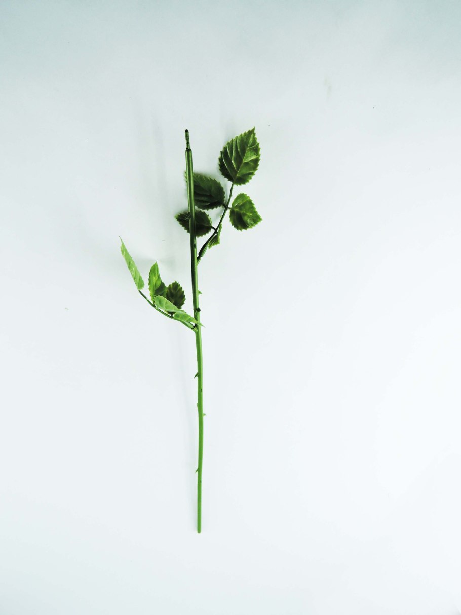 Стебель розы