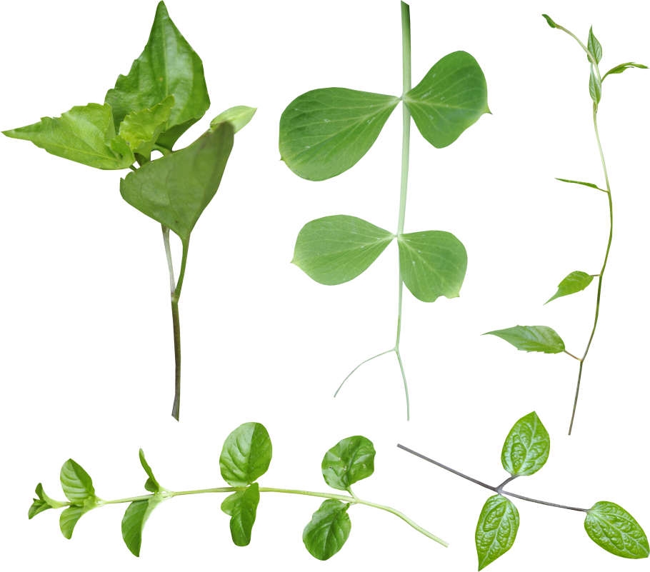 Стебель с листьями