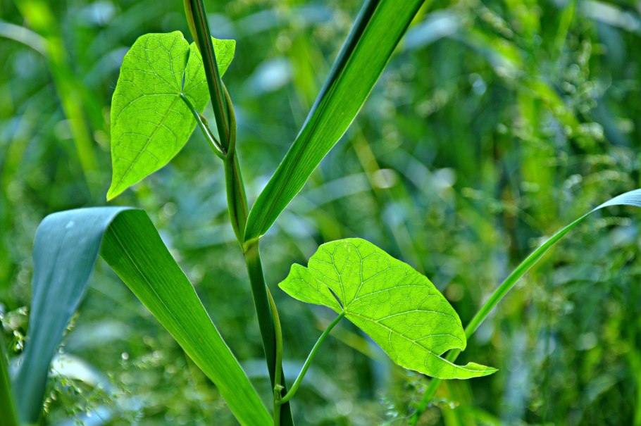 Листья камыша