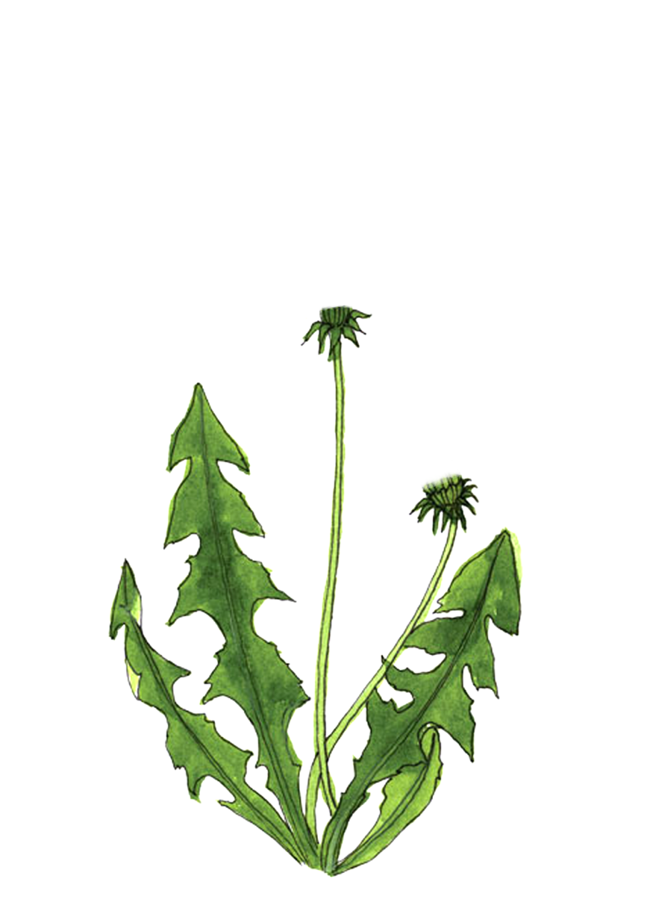 Цветоножка одуванчика