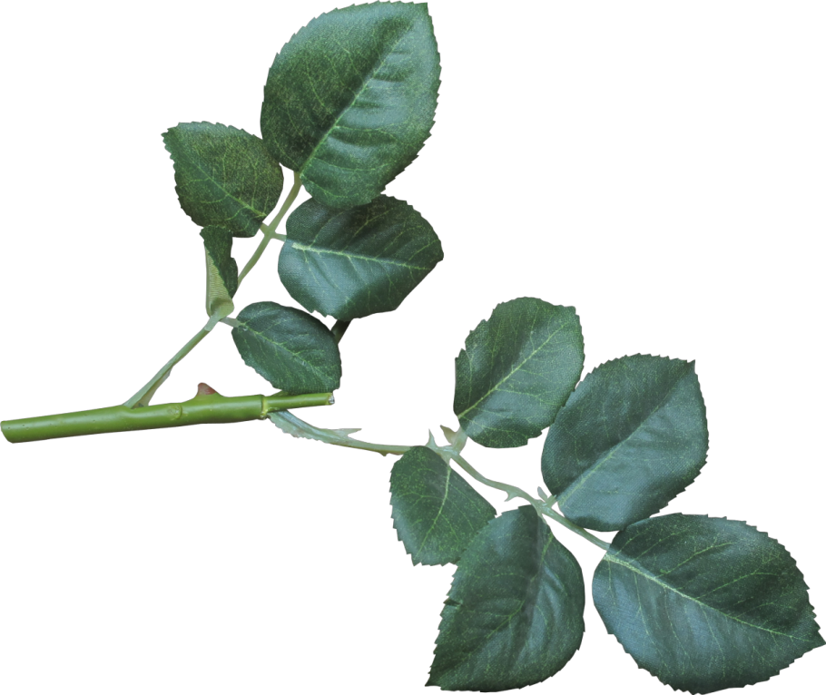 Листья розы на прозрачном фоне