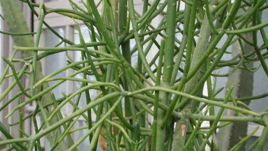 Растение палочки без листьев