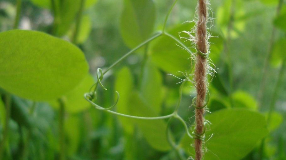Прилистники гороха