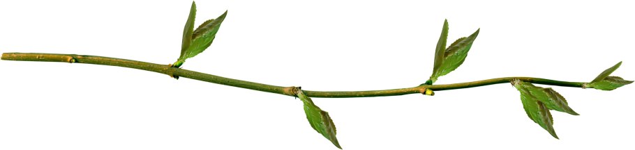 Длинная вехотка