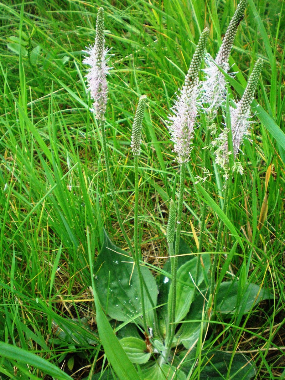 Подорожник средний Plantago Media