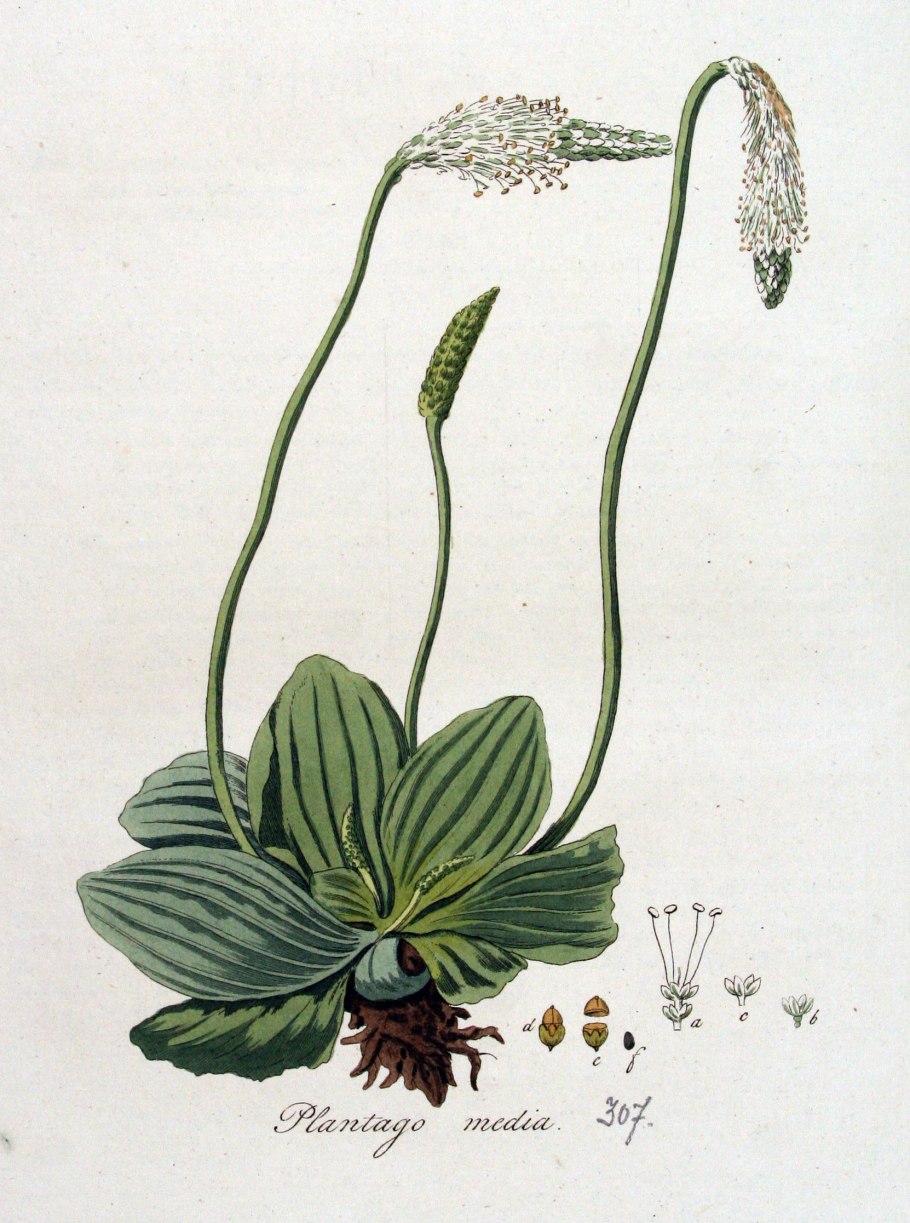 Цветущий подорожник