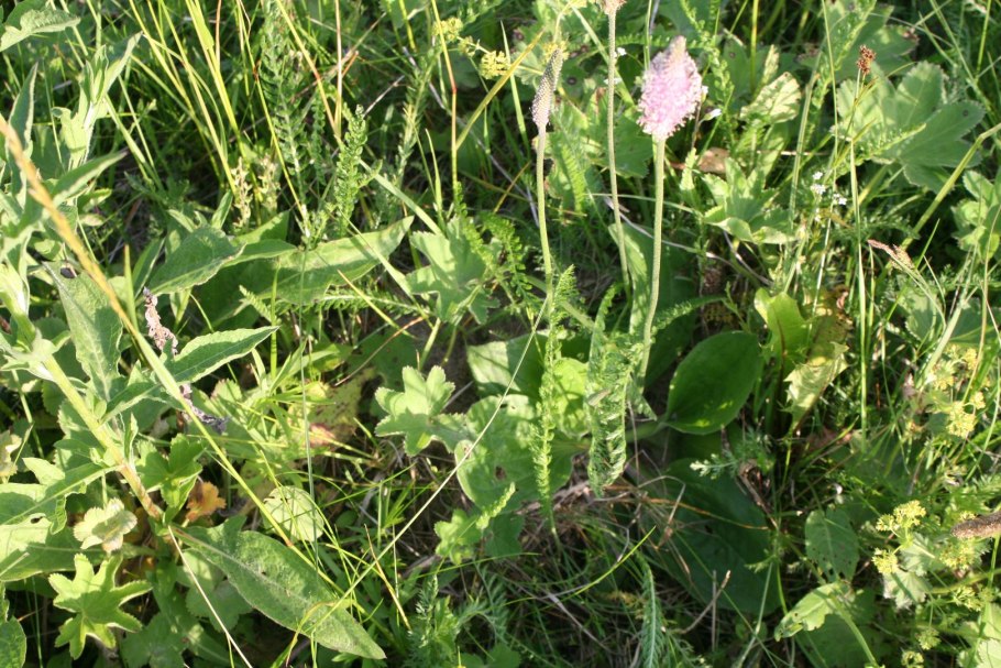 Подорожник Луговой