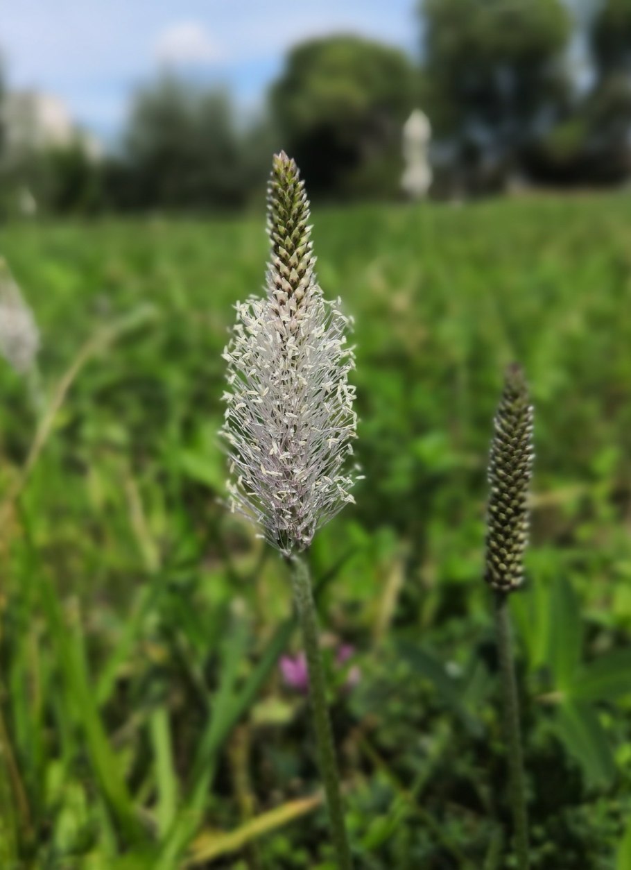 Подорожник топяной