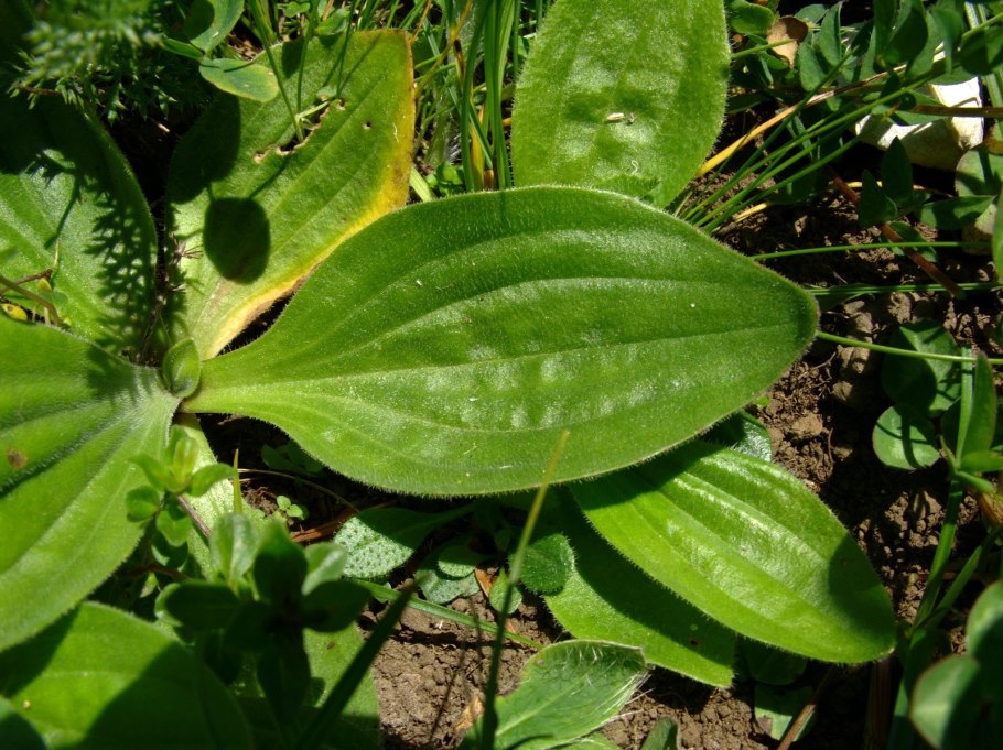Подорожник большой (Plantago Major l.) гербарий