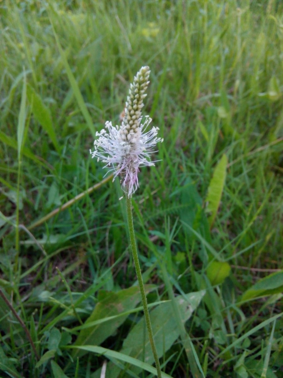 Plantago maxima