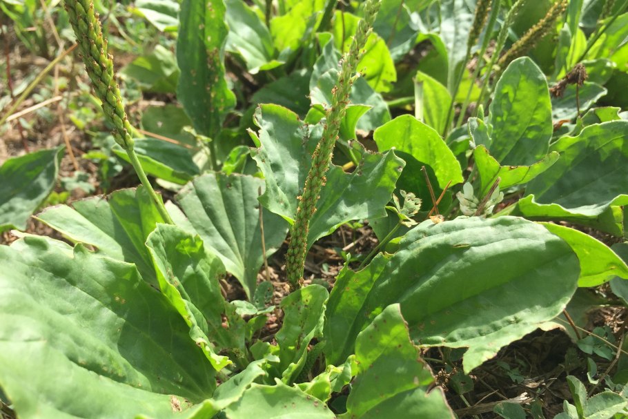 Подорожник полевой