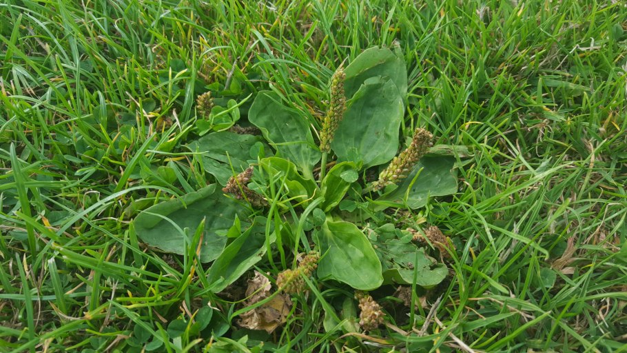 Подорожник растение