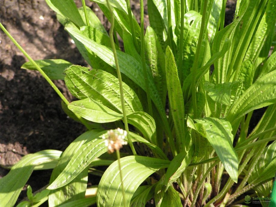 Plantago magna