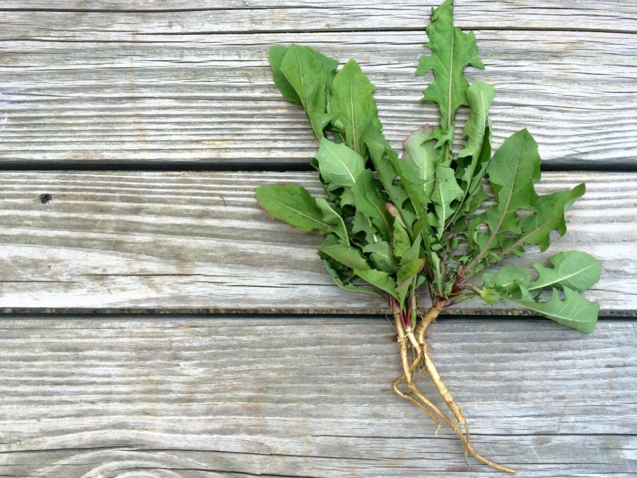 Подорожник корень