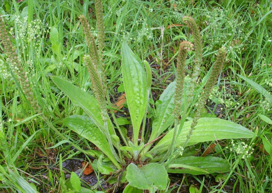 Plantago major корень