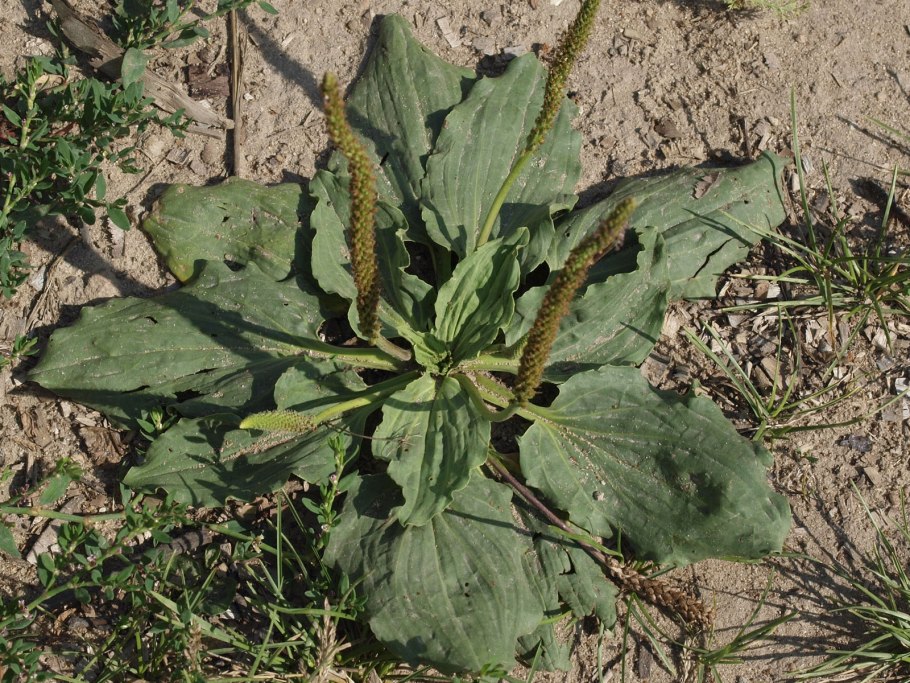 Подорожник полевой