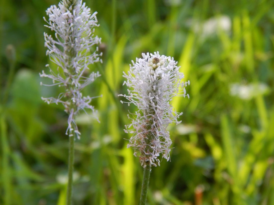 Подорожник большой