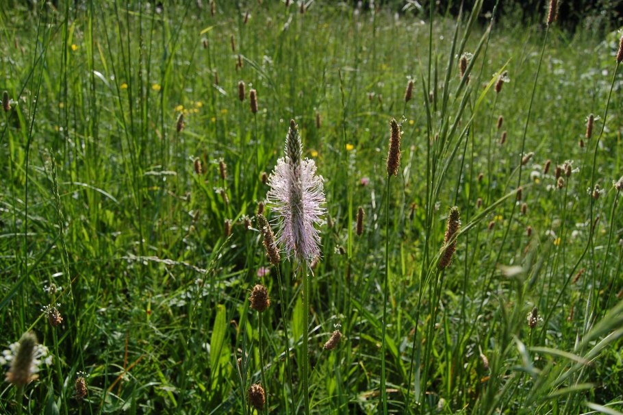 Плод подорожника