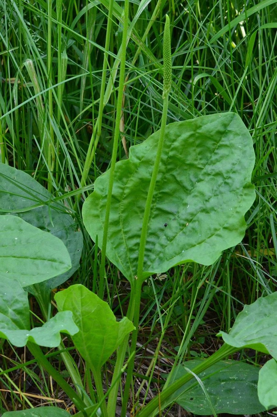 Подорожник цветет