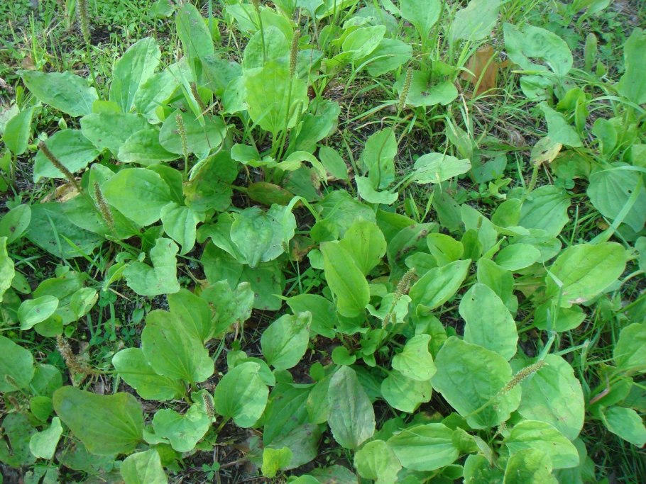 Broadleaf Plantain